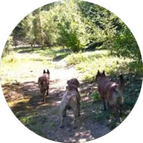 trois chiens en balade pendant la pension vacance dream dog